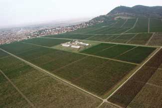 vinogradi